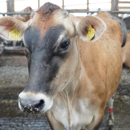 Минсельхозпрод РТ объявляет прием заявок на возмещение части затрат на строительство мини-молочных парков