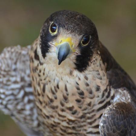 Погиб краснокнижный сапсан: жители Бугульмы наблюдают массовую гибель птиц